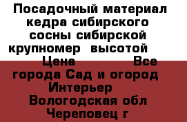 Посадочный материал кедра сибирского (сосны сибирской) крупномер, высотой 3-3.5  › Цена ­ 19 800 - Все города Сад и огород » Интерьер   . Вологодская обл.,Череповец г.